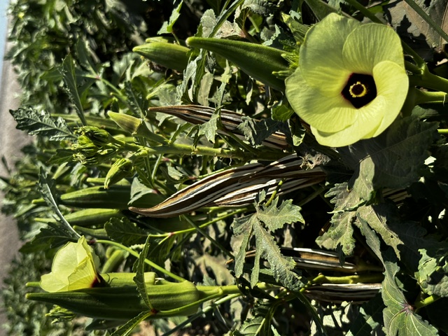 Okra foundation seed crop