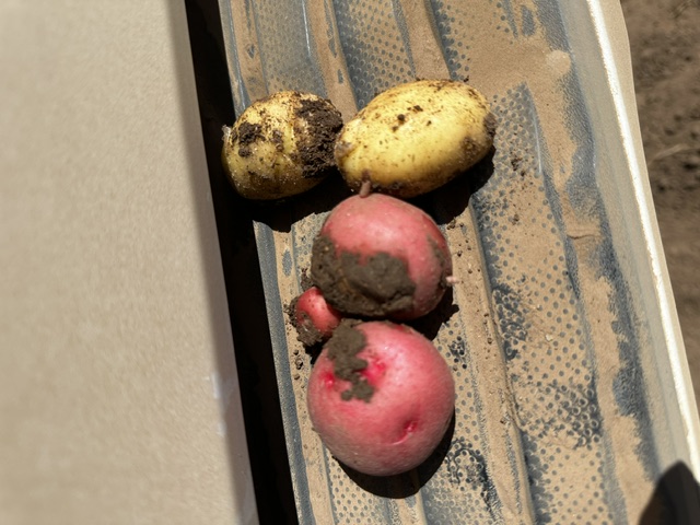 Seed potatoes