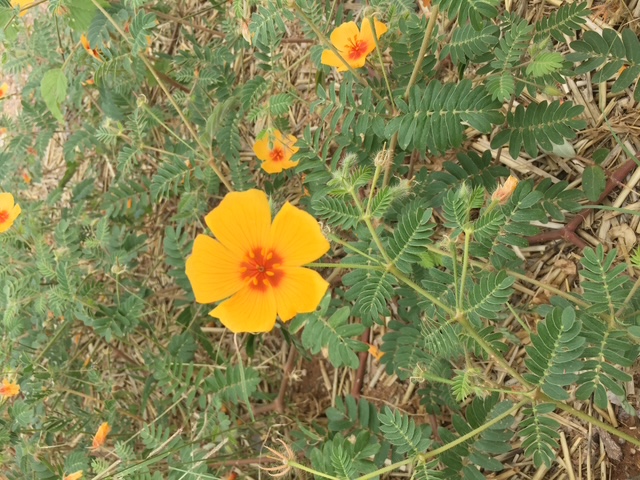 Pre-Variety Germplasm flower